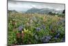 Wildflower Meadow-Bob Gibbons-Mounted Photographic Print