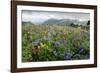 Wildflower Meadow-Bob Gibbons-Framed Photographic Print