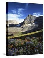 Wildflower meadows below Mt. Timpanogos, Uinta-Wasatch-Cache National Forest, Utah, USA-Charles Gurche-Stretched Canvas