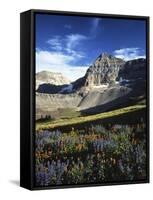 Wildflower meadows below Mt. Timpanogos, Uinta-Wasatch-Cache National Forest, Utah, USA-Charles Gurche-Framed Stretched Canvas