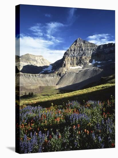 Wildflower meadows below Mt. Timpanogos, Uinta-Wasatch-Cache National Forest, Utah, USA-Charles Gurche-Stretched Canvas