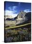 Wildflower meadows below Mt. Timpanogos, Uinta-Wasatch-Cache National Forest, Utah, USA-Charles Gurche-Stretched Canvas