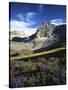 Wildflower meadows below Mt. Timpanogos, Uinta-Wasatch-Cache National Forest, Utah, USA-Charles Gurche-Stretched Canvas