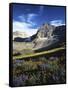 Wildflower meadows below Mt. Timpanogos, Uinta-Wasatch-Cache National Forest, Utah, USA-Charles Gurche-Framed Stretched Canvas