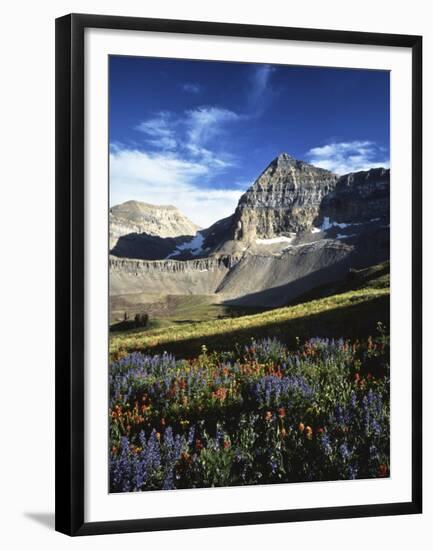 Wildflower meadows below Mt. Timpanogos, Uinta-Wasatch-Cache National Forest, Utah, USA-Charles Gurche-Framed Premium Photographic Print