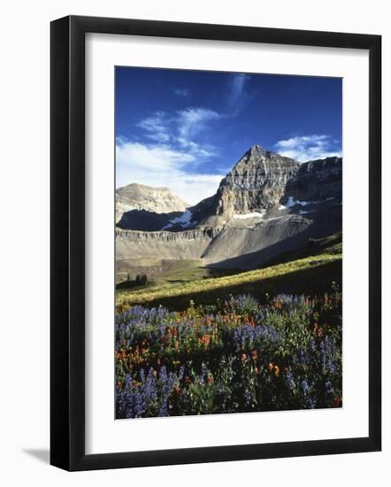 Wildflower meadows below Mt. Timpanogos, Uinta-Wasatch-Cache National Forest, Utah, USA-Charles Gurche-Framed Photographic Print