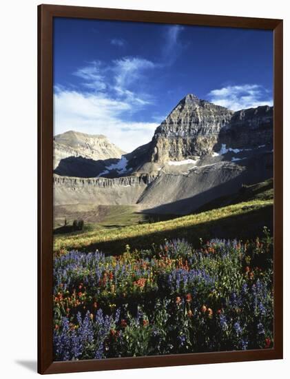 Wildflower meadows below Mt. Timpanogos, Uinta-Wasatch-Cache National Forest, Utah, USA-Charles Gurche-Framed Photographic Print