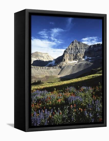 Wildflower meadows below Mt. Timpanogos, Uinta-Wasatch-Cache National Forest, Utah, USA-Charles Gurche-Framed Stretched Canvas