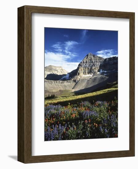 Wildflower meadows below Mt. Timpanogos, Uinta-Wasatch-Cache National Forest, Utah, USA-Charles Gurche-Framed Photographic Print