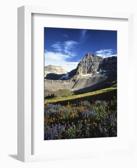 Wildflower meadows below Mt. Timpanogos, Uinta-Wasatch-Cache National Forest, Utah, USA-Charles Gurche-Framed Photographic Print