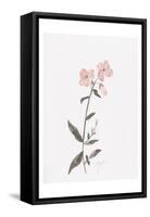 Wildflower Organics II-Beverly Dyer-Framed Stretched Canvas