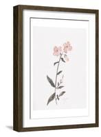 Wildflower Organics II-Beverly Dyer-Framed Art Print