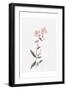 Wildflower Organics II-Beverly Dyer-Framed Art Print