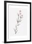 Wildflower Organics III-Beverly Dyer-Framed Art Print