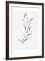 Wildflower Organics IV-Beverly Dyer-Framed Art Print