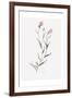 Wildflower Organics IV-Beverly Dyer-Framed Art Print