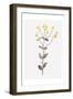 Wildflower Organics V-Beverly Dyer-Framed Art Print