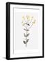 Wildflower Organics V-Beverly Dyer-Framed Art Print