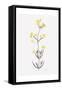 Wildflower Organics VI-Beverly Dyer-Framed Stretched Canvas