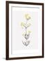 Wildflower Organics VI-Beverly Dyer-Framed Art Print