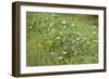 Wildflower Ponder-Mike Toy-Framed Giclee Print