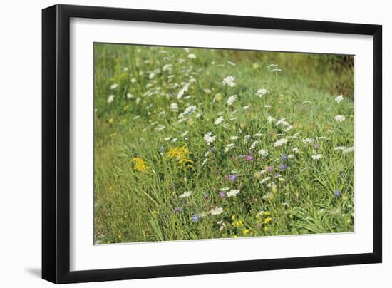 Wildflower Ponder-Mike Toy-Framed Giclee Print