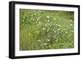 Wildflower Ponder-Mike Toy-Framed Giclee Print