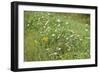 Wildflower Ponder-Mike Toy-Framed Giclee Print