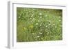 Wildflower Ponder-Mike Toy-Framed Giclee Print