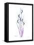 Wildflower Purp-Albert Koetsier-Framed Stretched Canvas