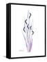 Wildflower Purp-Albert Koetsier-Framed Stretched Canvas