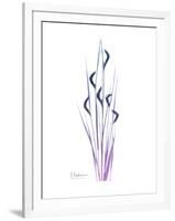 Wildflower Purp-Albert Koetsier-Framed Premium Giclee Print