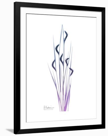 Wildflower Purp-Albert Koetsier-Framed Premium Giclee Print