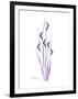 Wildflower Purp-Albert Koetsier-Framed Premium Giclee Print