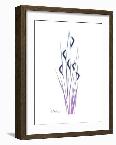 Wildflower Purp-Albert Koetsier-Framed Premium Giclee Print