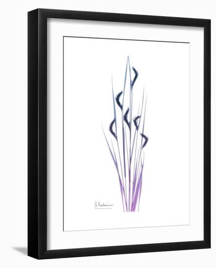 Wildflower Purp-Albert Koetsier-Framed Premium Giclee Print