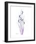 Wildflower Purp-Albert Koetsier-Framed Premium Giclee Print