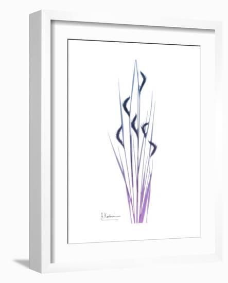 Wildflower Purp-Albert Koetsier-Framed Premium Giclee Print