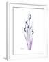 Wildflower Purp-Albert Koetsier-Framed Premium Giclee Print