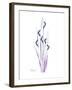 Wildflower Purp-Albert Koetsier-Framed Premium Giclee Print