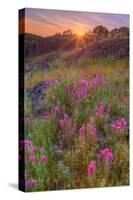 Wildflower Sunset at Table Mountain-Vincent James-Stretched Canvas