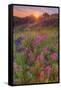 Wildflower Sunset at Table Mountain-Vincent James-Framed Stretched Canvas