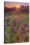 Wildflower Sunset at Table Mountain-Vincent James-Stretched Canvas