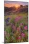 Wildflower Sunset at Table Mountain-Vincent James-Mounted Photographic Print