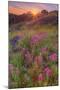 Wildflower Sunset at Table Mountain-Vincent James-Mounted Photographic Print