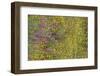 Wildflower Superbloom - Santa Monica Mtns - 041823-Jared Quentin-Framed Photographic Print