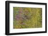 Wildflower Superbloom - Santa Monica Mtns - 041823-Jared Quentin-Framed Photographic Print