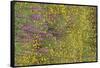 Wildflower Superbloom - Santa Monica Mtns - 041823-Jared Quentin-Framed Stretched Canvas