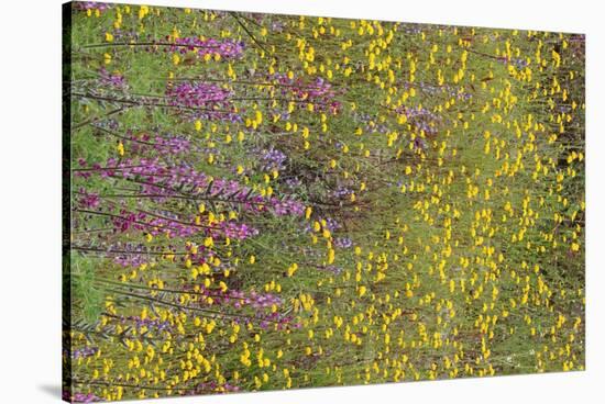 Wildflower Superbloom - Santa Monica Mtns - 041823-Jared Quentin-Stretched Canvas