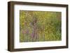 Wildflower Superbloom - Santa Monica Mtns - 041823-Jared Quentin-Framed Photographic Print